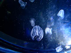 名古屋港水族館に投稿された画像（2026/5/7）