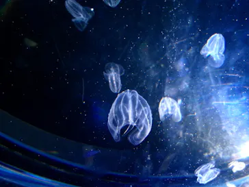 名古屋港水族館に投稿された画像（2026/5/7）