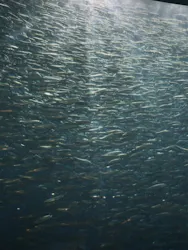 名古屋港水族館に投稿された画像（2026/5/7）