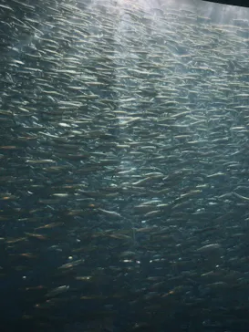 名古屋港水族館に投稿された画像（2026/5/7）