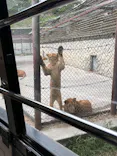 群馬サファリパークに投稿された画像（2026/5/7）