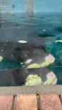 熱川バナナワニ園に投稿された画像（2026/5/7）