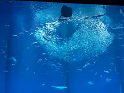 アクアワールド茨城県大洗水族館に投稿された画像（2026/5/7）