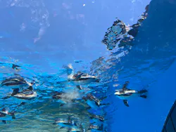 サンシャイン水族館に投稿された画像（2026/5/7）