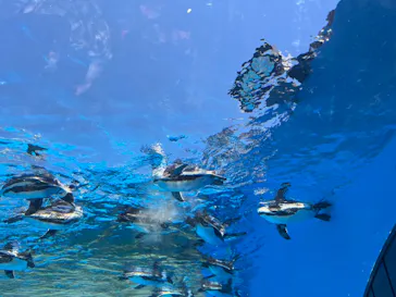 サンシャイン水族館に投稿された画像（2026/5/7）