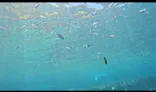 武藤潜水に投稿された画像（2026/5/7）
