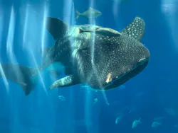 沖縄美ら海水族館に投稿された画像（2026/5/7）