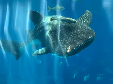 沖縄美ら海水族館に投稿された画像（2026/5/7）