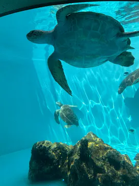沖縄美ら海水族館に投稿された画像（2026/5/7）