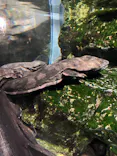 京都水族館に投稿された画像（2026/5/7）
