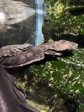 京都水族館に投稿された画像（2026/5/7）