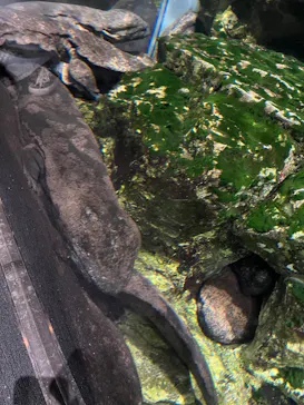 京都水族館に投稿された画像（2026/5/7）