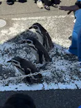 越前松島水族館に投稿された画像（2026/5/7）