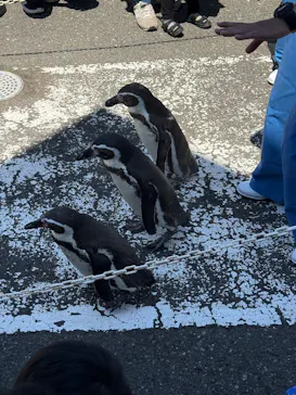 越前松島水族館に投稿された画像（2026/5/7）