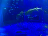 のとじま水族館に投稿された画像（2026/5/7）