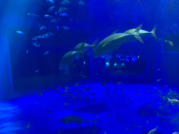 のとじま水族館に投稿された画像（2026/5/7）