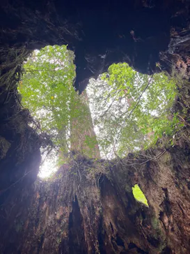 Yamakara屋久島に投稿された画像（2026/5/7）