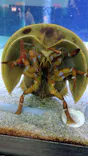 竹島水族館に投稿された画像（2026/5/7）