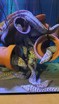 竹島水族館に投稿された画像（2026/5/7）