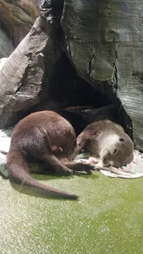 竹島水族館に投稿された画像（2026/5/7）