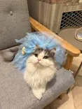猫カフェモカ　イオンモール高崎店に投稿された画像（2026/5/7）