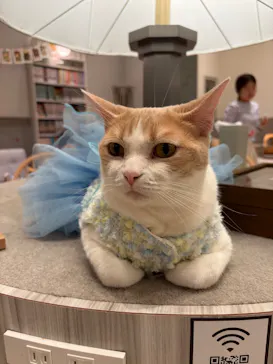 猫カフェモカ　イオンモール高崎店に投稿された画像（2026/5/7）