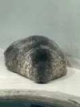 大分マリーンパレス水族館 「うみたまご」に投稿された画像（2026/5/7）