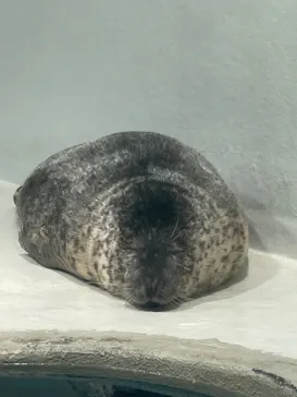 大分マリーンパレス水族館 「うみたまご」に投稿された画像（2026/5/7）