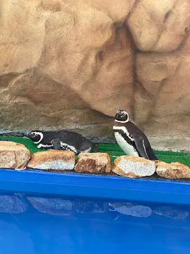 大分マリーンパレス水族館 「うみたまご」に投稿された画像（2026/5/7）