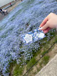 こうべアグリパークネモフィラの丘に投稿された画像（2026/5/7）