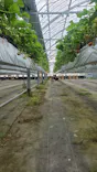 いちごICHIJYU FRUIT FARMに投稿された画像（2026/5/7）