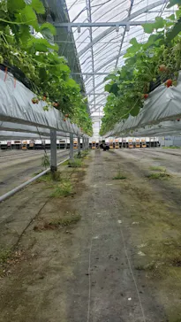 いちごICHIJYU FRUIT FARMに投稿された画像（2026/5/7）