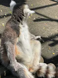 秋田市大森山動物園に投稿された画像（2026/5/7）