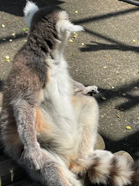 秋田市大森山動物園に投稿された画像（2026/5/7）