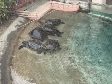 新江ノ島水族館に投稿された画像（2026/5/7）
