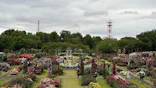 京成バラ園に投稿された画像（2026/5/8）