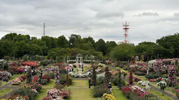 京成バラ園に投稿された画像（2026/5/7）