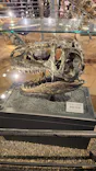 福井県立恐竜博物館に投稿された画像（2026/5/8）