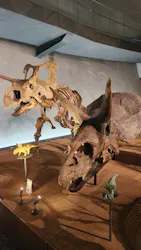 福井県立恐竜博物館に投稿された画像（2026/5/7）