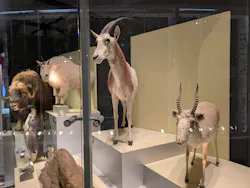 印象派オルセー展×大絶滅展に投稿された画像（2026/5/7）