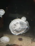 環境水族館アクアマリンふくしまに投稿された画像（2026/5/8）