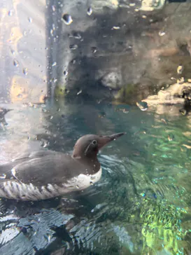 環境水族館アクアマリンふくしまに投稿された画像（2026/5/7）
