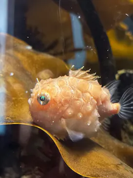 環境水族館アクアマリンふくしまに投稿された画像（2026/5/7）