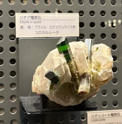 福井県立恐竜博物館に投稿された画像（2026/5/8）