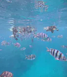 武藤潜水に投稿された画像（2026/5/8）