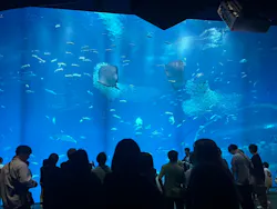 アクアワールド茨城県大洗水族館に投稿された画像（2026/5/8）