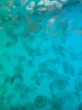 アクアワールド茨城県大洗水族館に投稿された画像（2026/5/8）