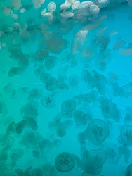 アクアワールド茨城県大洗水族館に投稿された画像（2026/5/8）