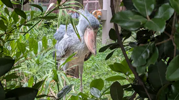 恩賜上野動物園に投稿された画像（2026/5/8）