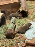 恩賜上野動物園に投稿された画像（2026/5/8）